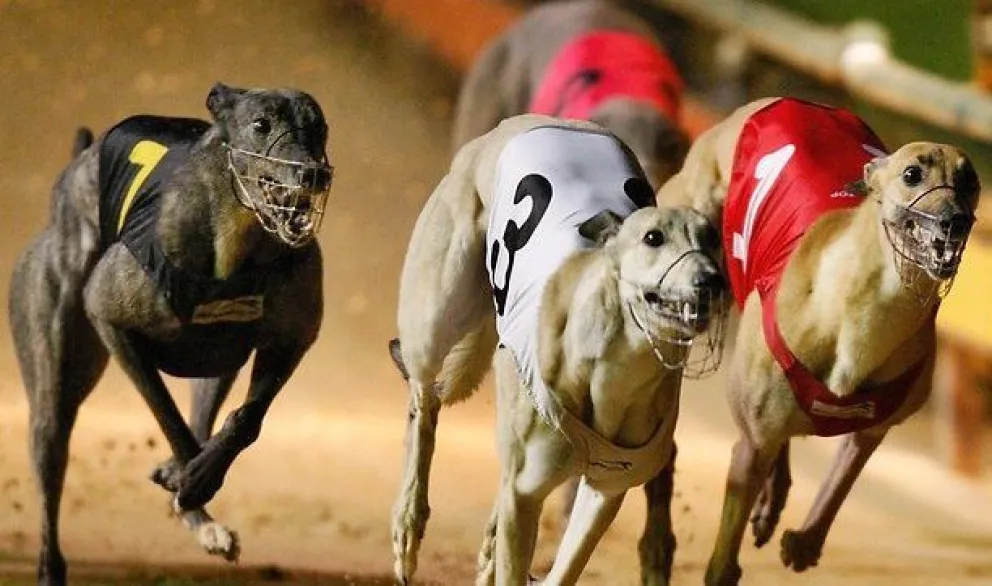 La Policía ya no ofrecerá servicio adicional en carreras de galgos