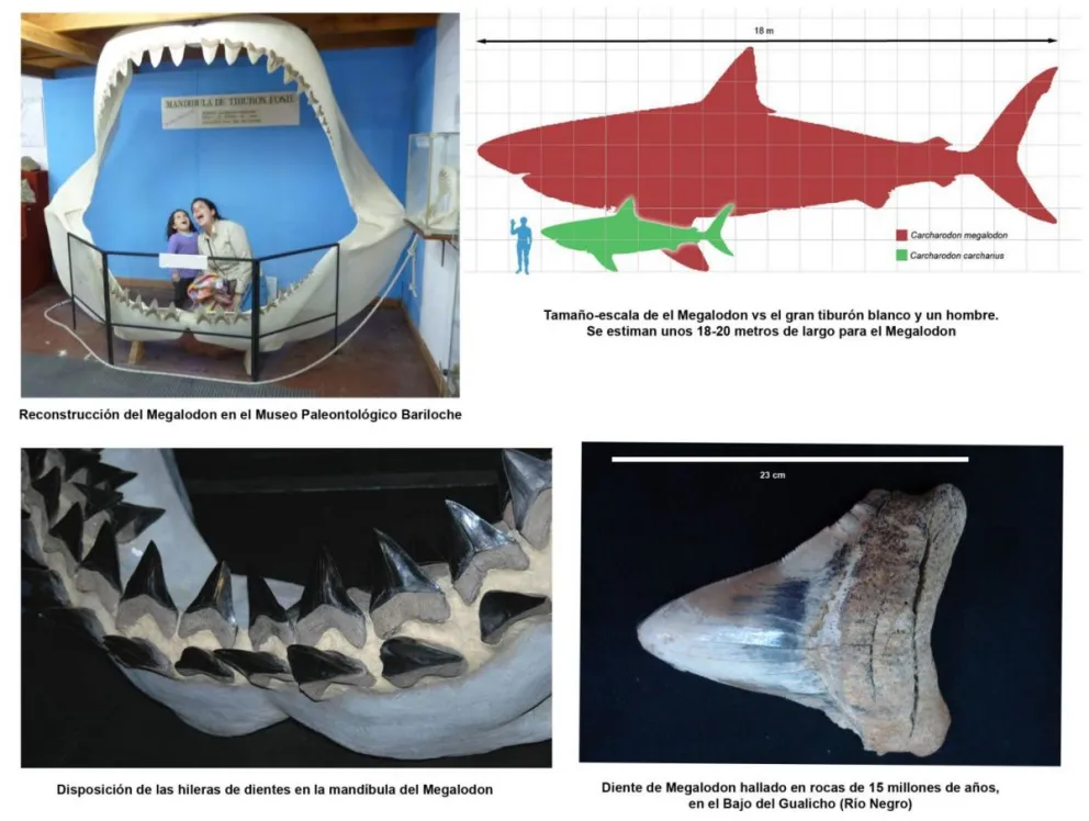 El tiburón más grande que existió, el Megalodon