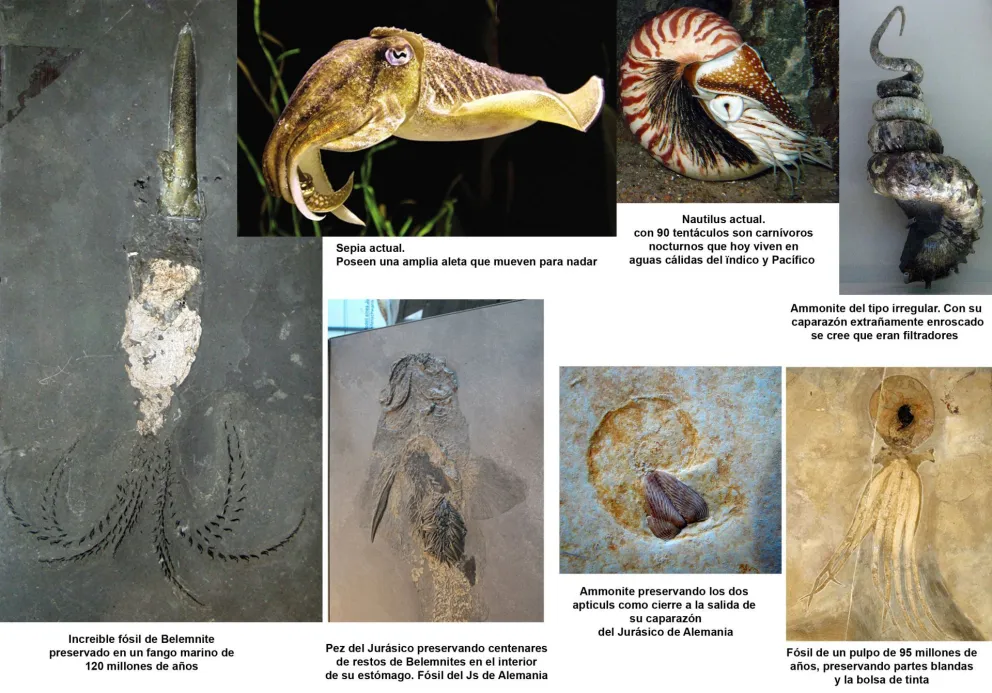 Paella prehistórica de pulpos, calamares y ammonites