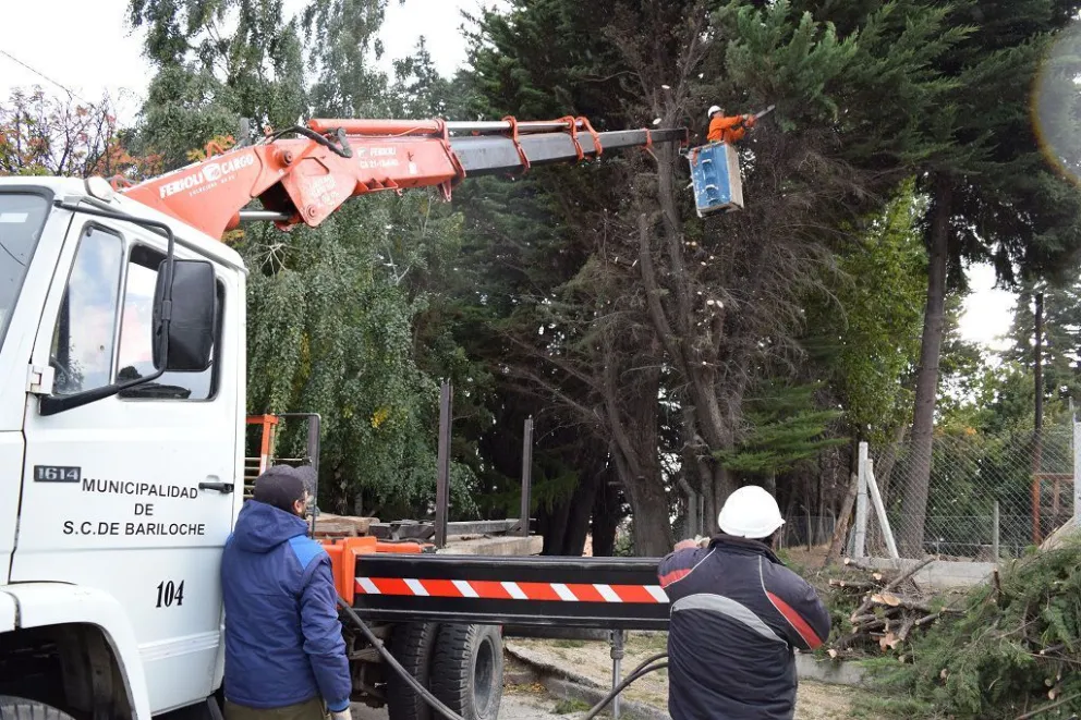 Utilizarán residuos forestales de poda para el Plan Calor