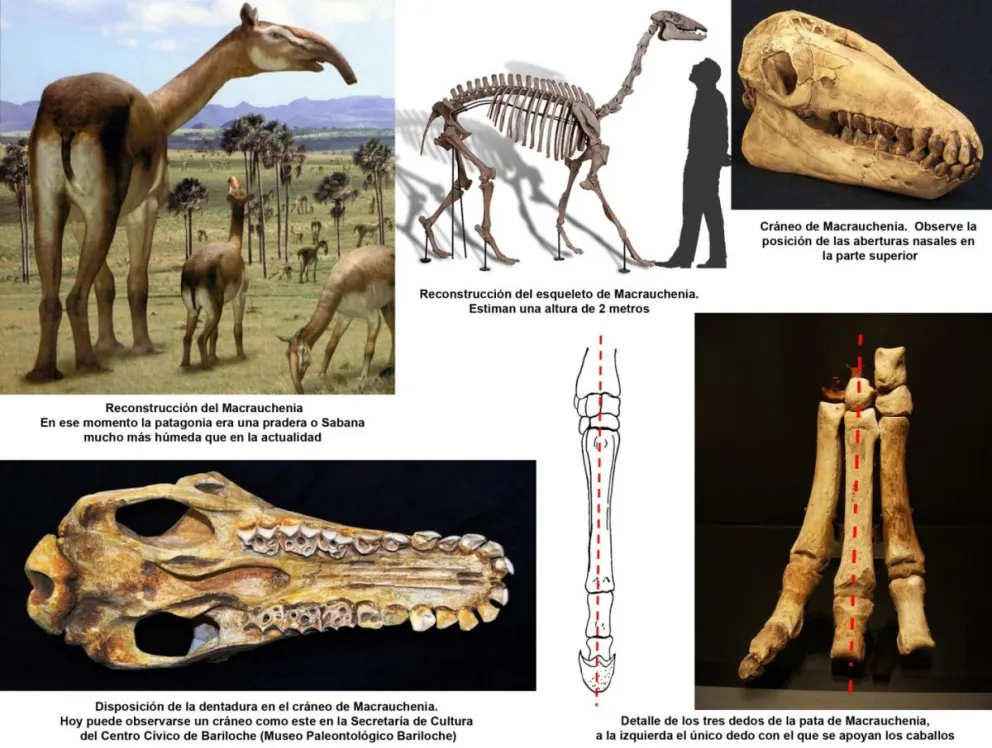 Animales raros de la Megafauna Sudameriana, la Macrauchenia