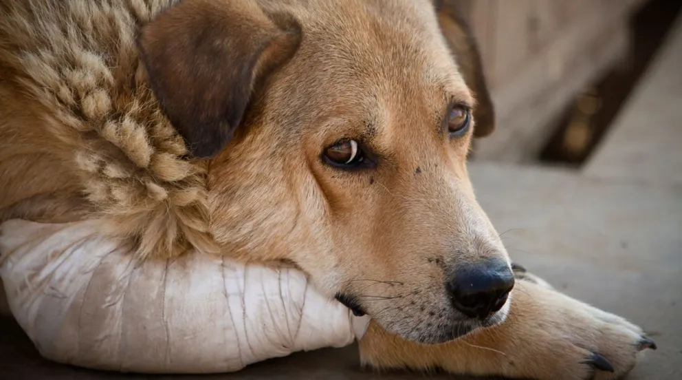 Denuncian feroz maltrato animal en el vertedero
