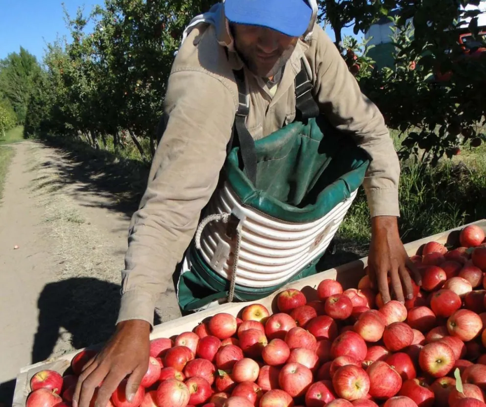 Cada vez más trabajadores fruticolas cambian de rubro, y falta mano de obra capacitada.