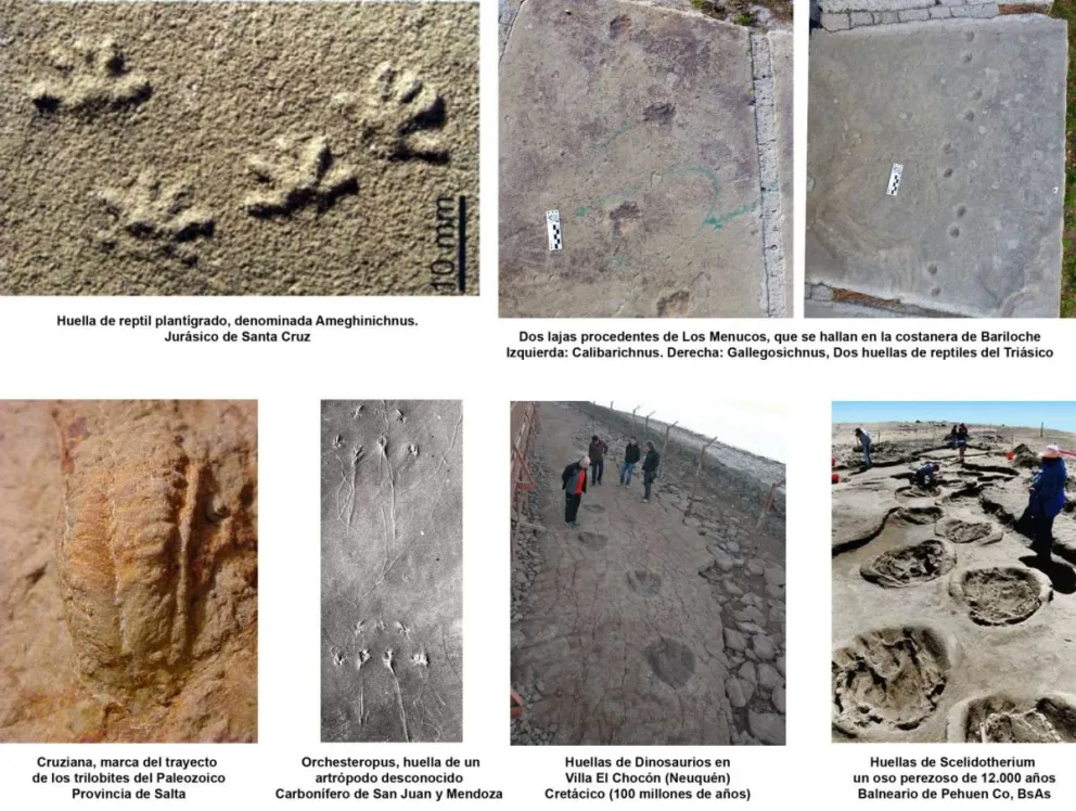 Los rastros de los animales tras las huellas de lo que existió y no vemos