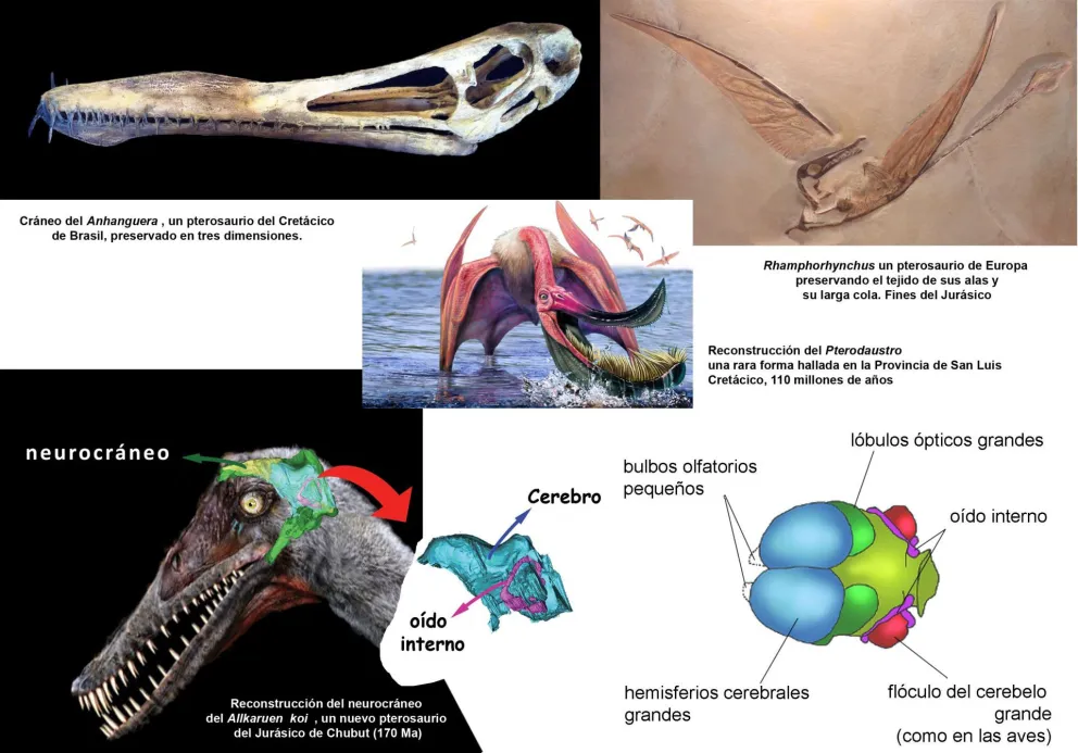 Verdaderos "Dragones" del Mesozoico, los Pterosaurios