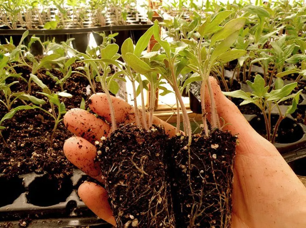 Vuelve el intercambio de semillas y plantines