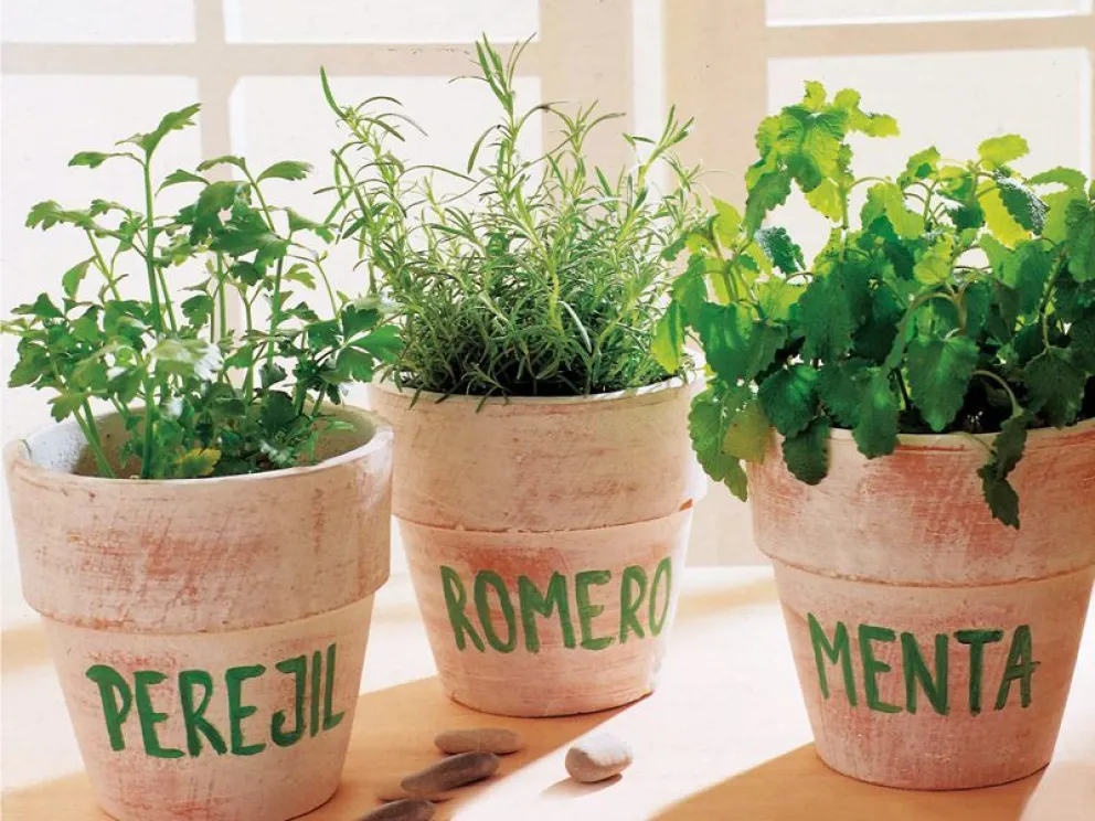 Buscan promover la producción de plantas aromáticas, medicinales y especias