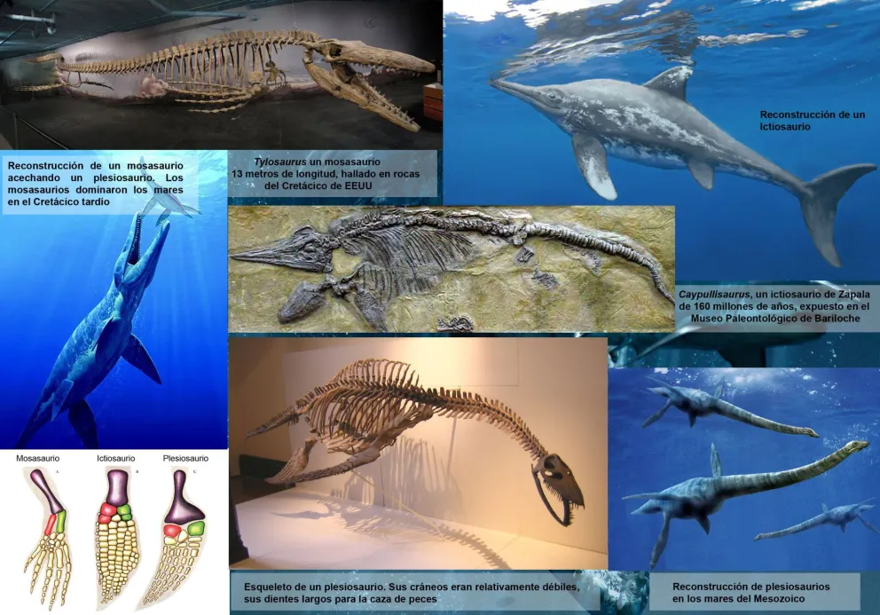 Entre peces, ictiosaurios y delfines: pruebas de la evolución bajo el agua