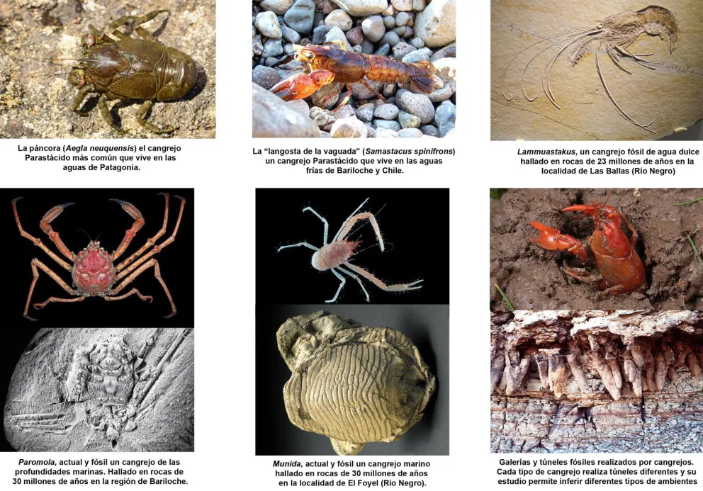 El Monstruo del Lago y los cangrejos fósiles de Bariloche