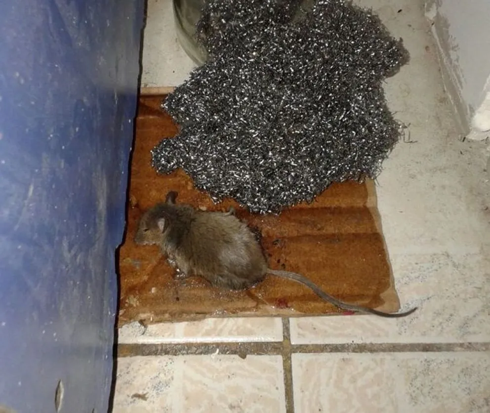 Foto: gentileza. 