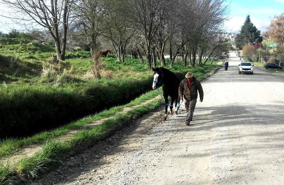 Se llevaron "presa" a una yegua que caminaba sin su dueño