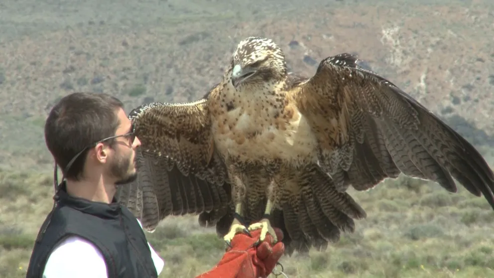 Facundo Barbar, biólogo especializado en aves rapaces, durante la liberación. 