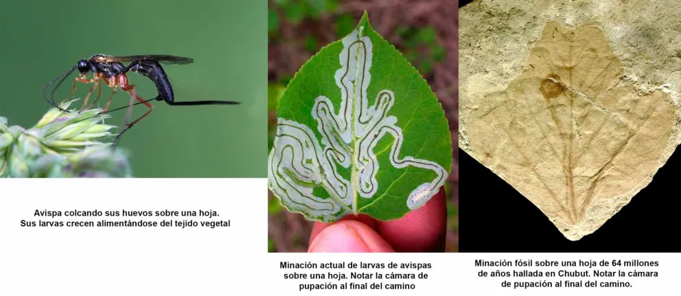 Una mega-extinción vista desde los fósiles de hojas en Argentina