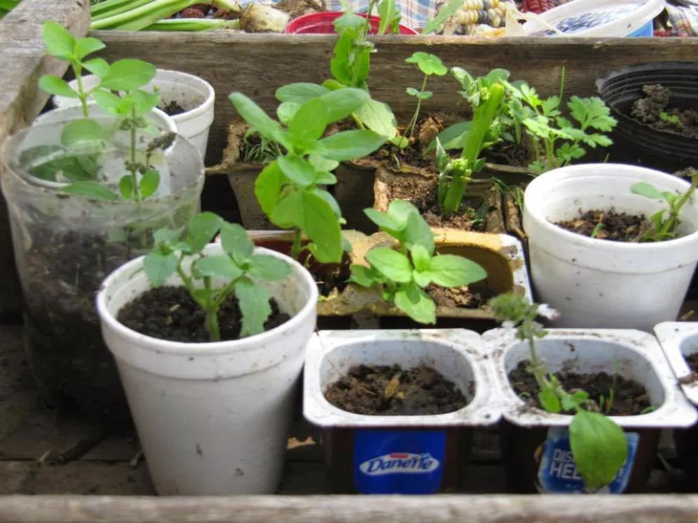 Llega una nueva feria  de semillas y plantines