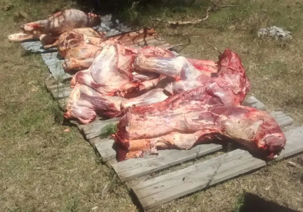 Secuestran dos vacas faenadas y otras cinco en pie