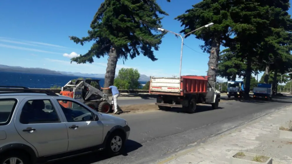 Realizan trabajos de embellecimiento en la costanera