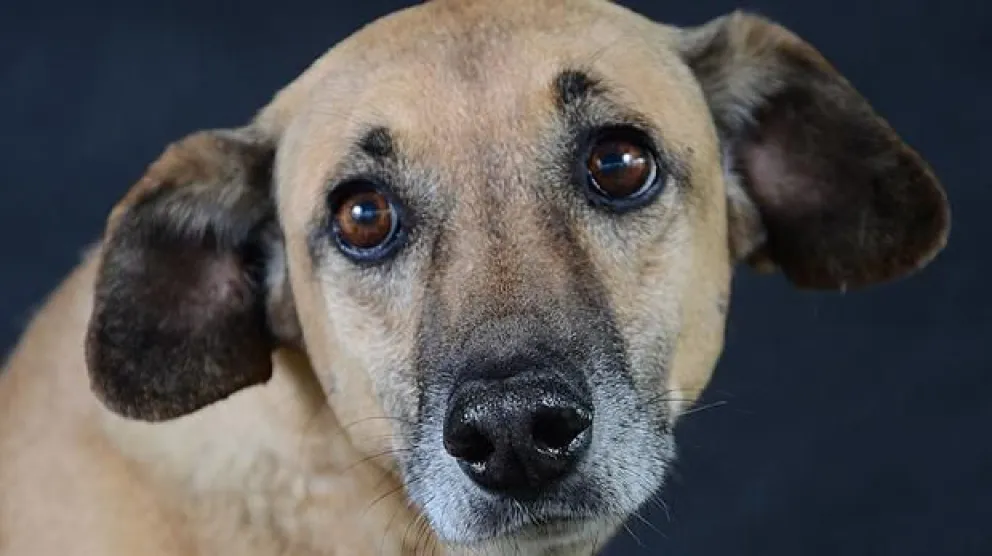 Más de 3300 mascotas fueron castradas gratuitamente en 2016   