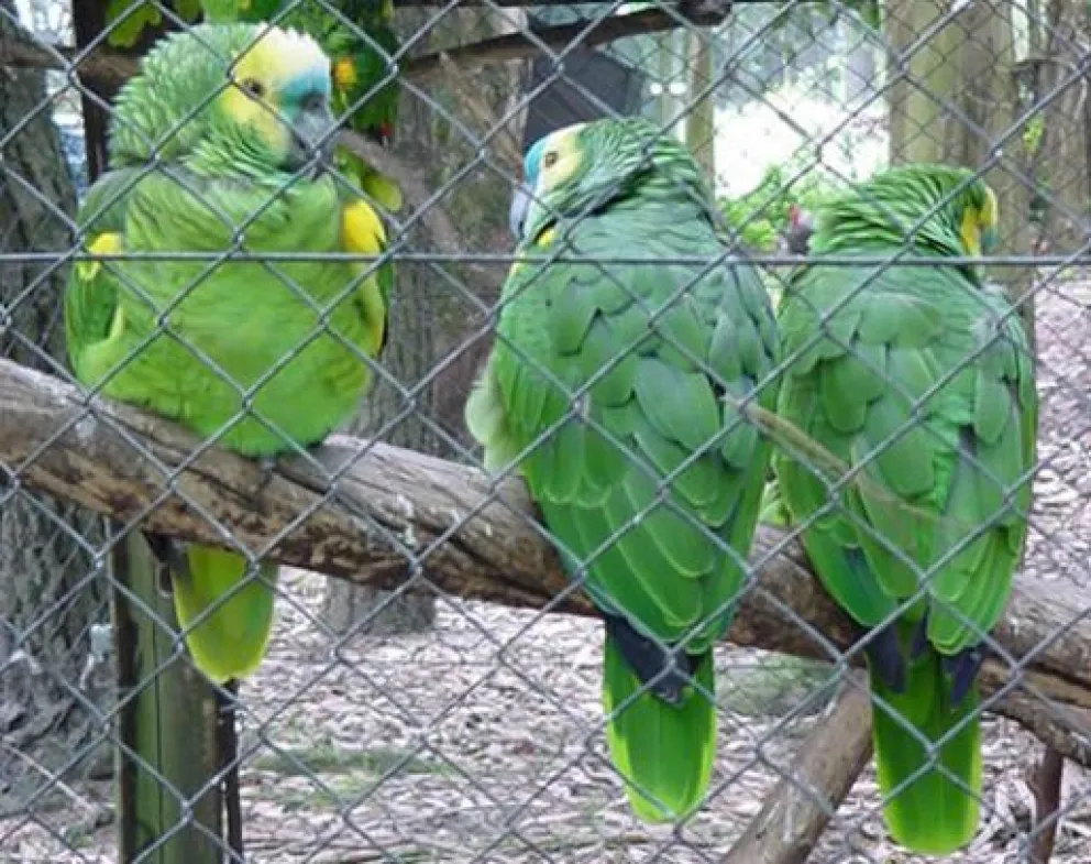 Alertan sobre la psitacosis, una enfermedad transmitida por aves