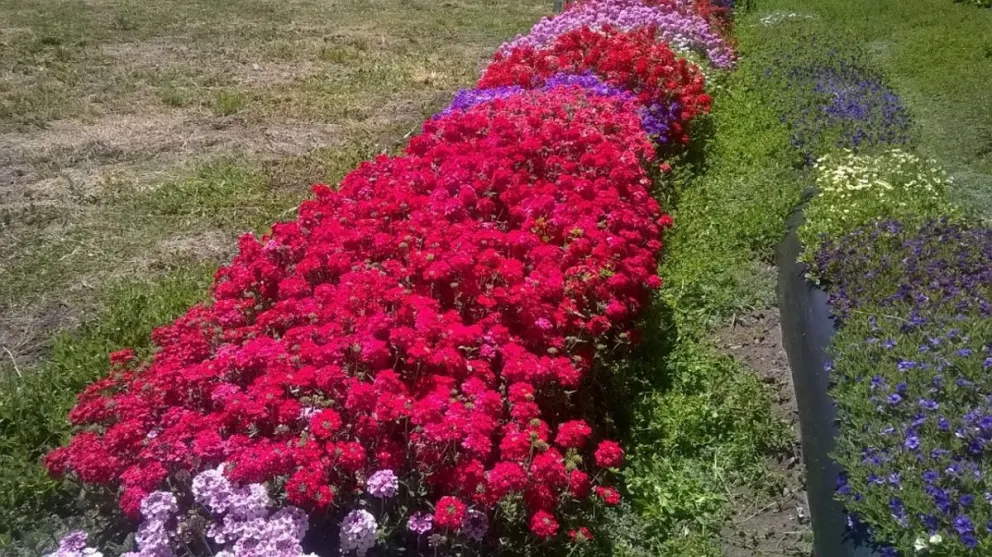Una nueva y atractiva variedad de plantas para el jardín