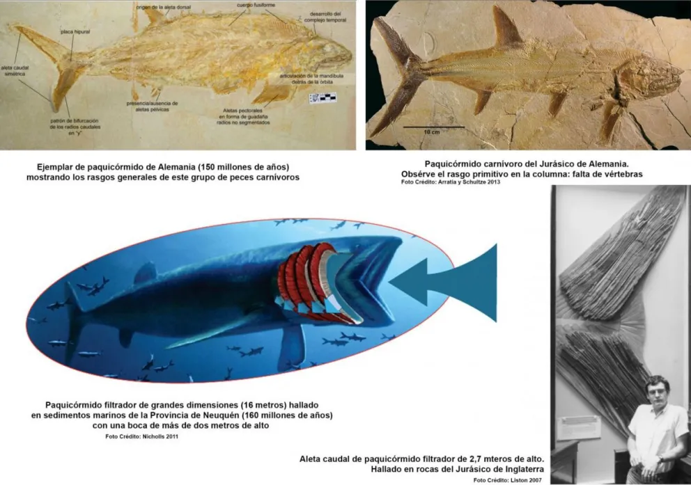 Peces: testigos milenarios en la Patagonia y Antártida