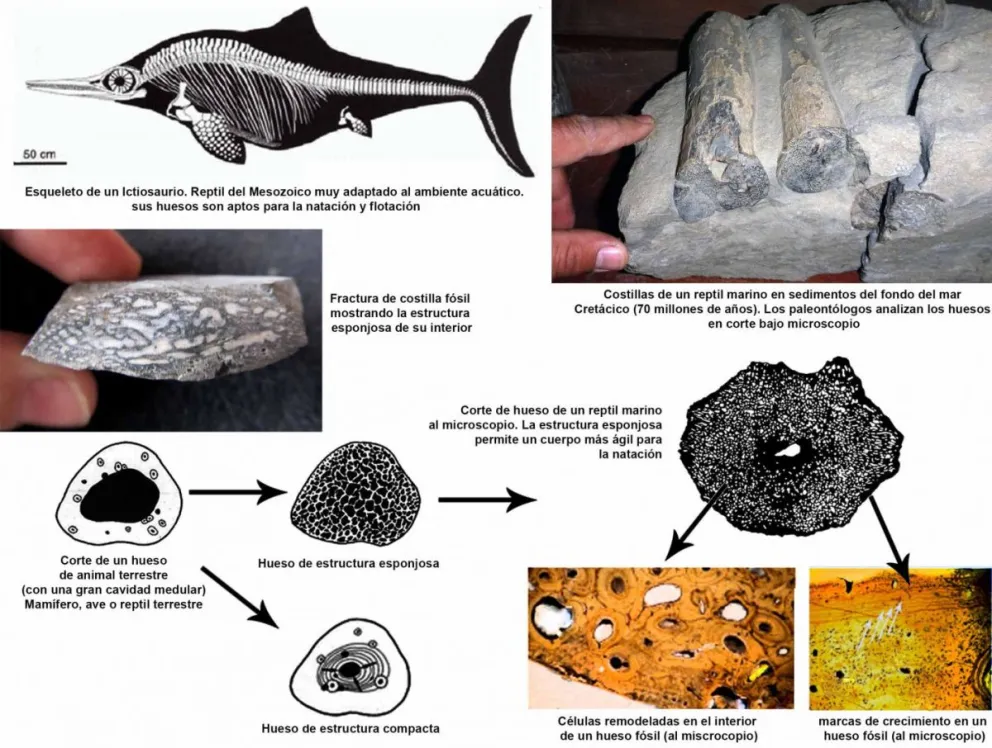 Explorando el interior de los huesos fósiles