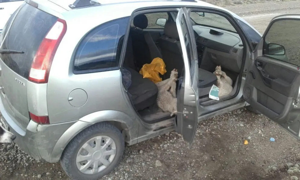 Habían robado a los animales en una estancia de la zona. 