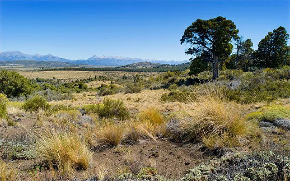El objetivo es trabajar en las tierras de la estancia Fortín Chacabuco. 