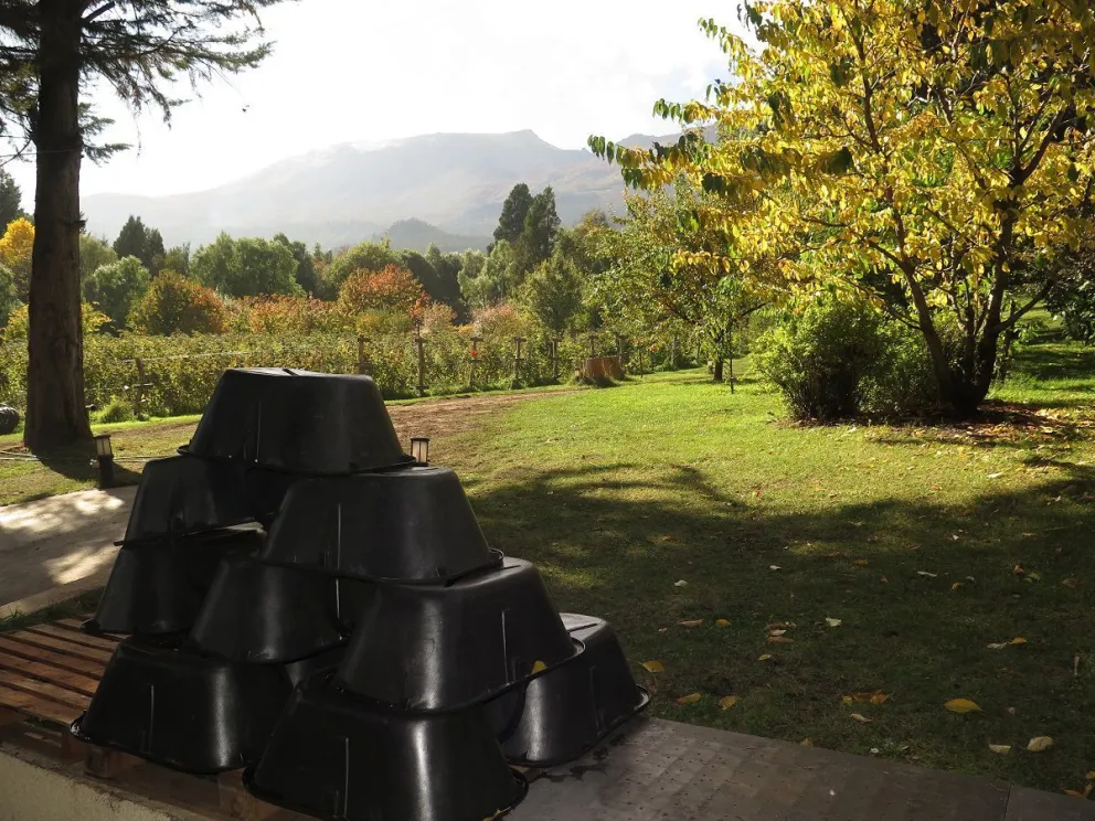 Tercera Fiesta de la Vendimia en el Cerro Piltriquitrón. ¿Los vinos de la zona fría?