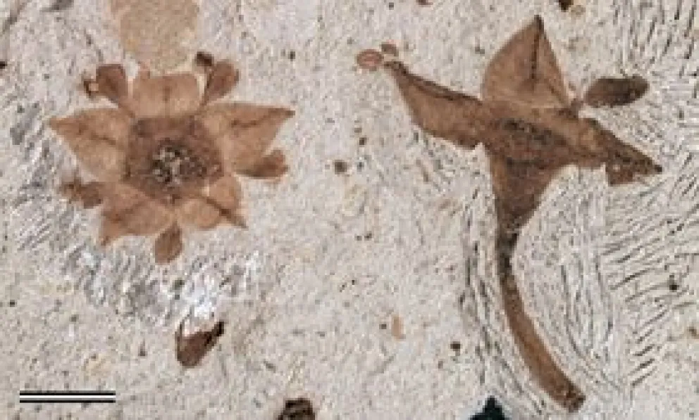 Foto: gentileza dicyt.com