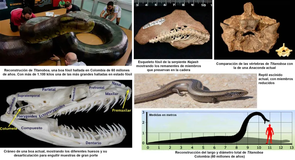 Serpientes gigantes en América del Sur