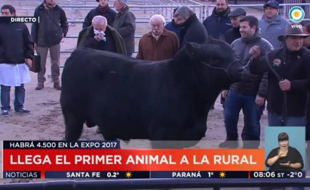 Un toro patagónico, el primero en ingresar a la Expo Rural 2017