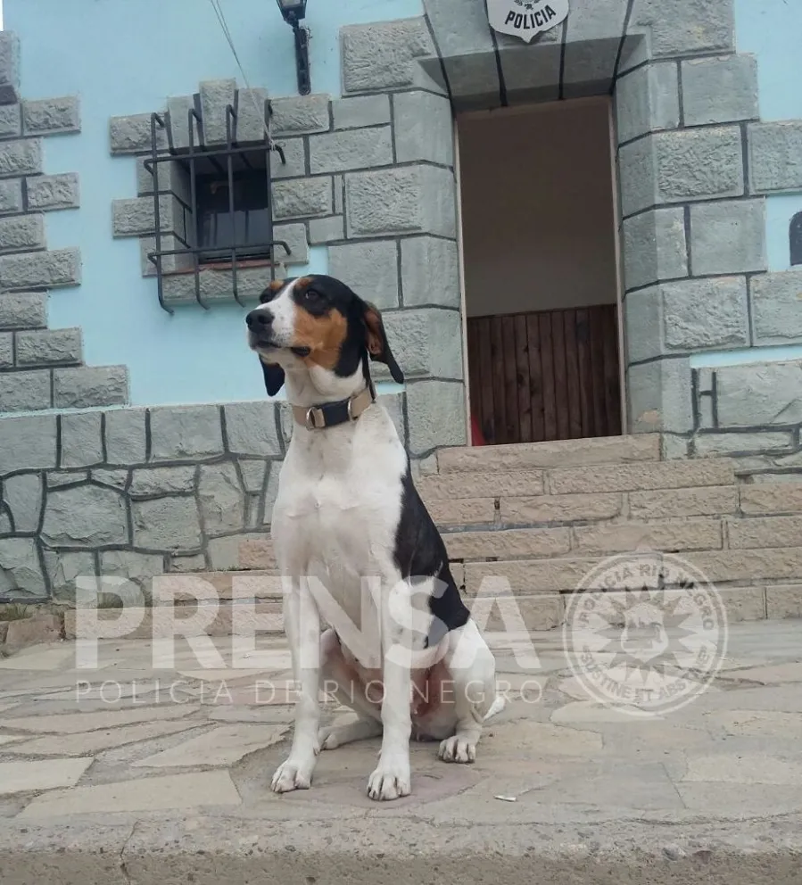 Una perra adiestrada encontró a un anciano que estaba perdido