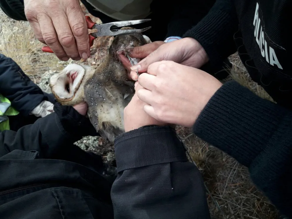 Rescataron a una lechuza que había quedado atrapada en un alambrado