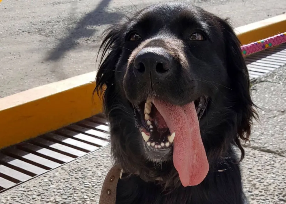 Foto: Veterinaria y Zoonosis. 