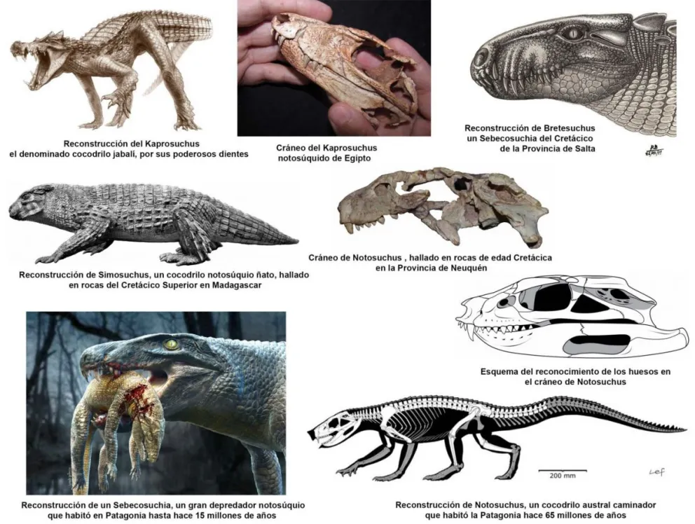 Notosúquios: los cocodrilos australes extintos