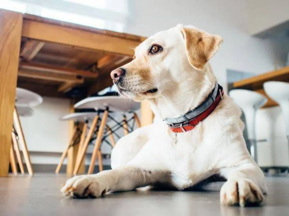 Mirá dónde podes castrar a tu mascota de forma gratuita