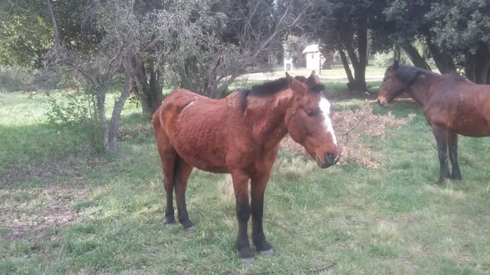 Dejó ocho caballos sueltos y lo multaron