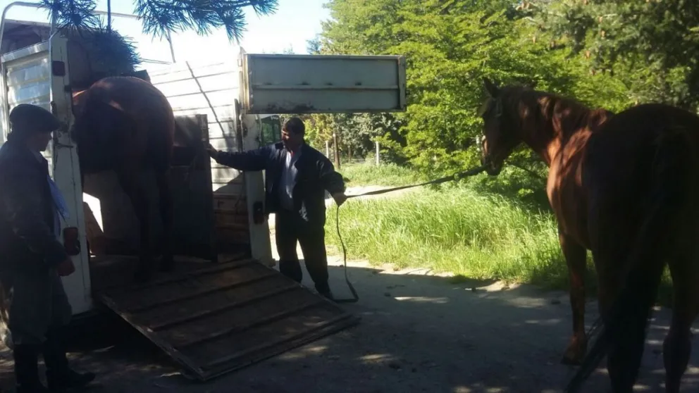 Un peligro: otra vez encontraron caballos sueltos en la vía pública