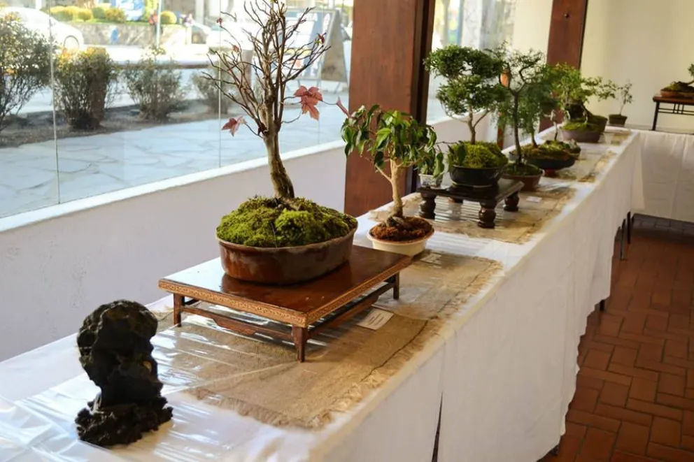La X Exposición de Bonsai & Suiseki llega al SCUM