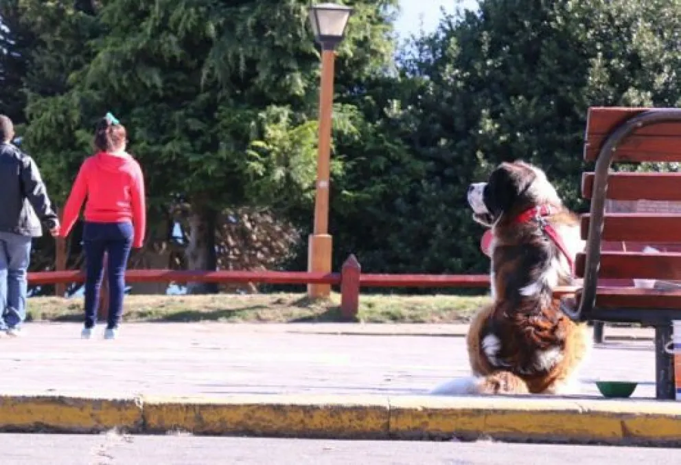 ¿Se terminan las fotos con los perros San Bernardo?
