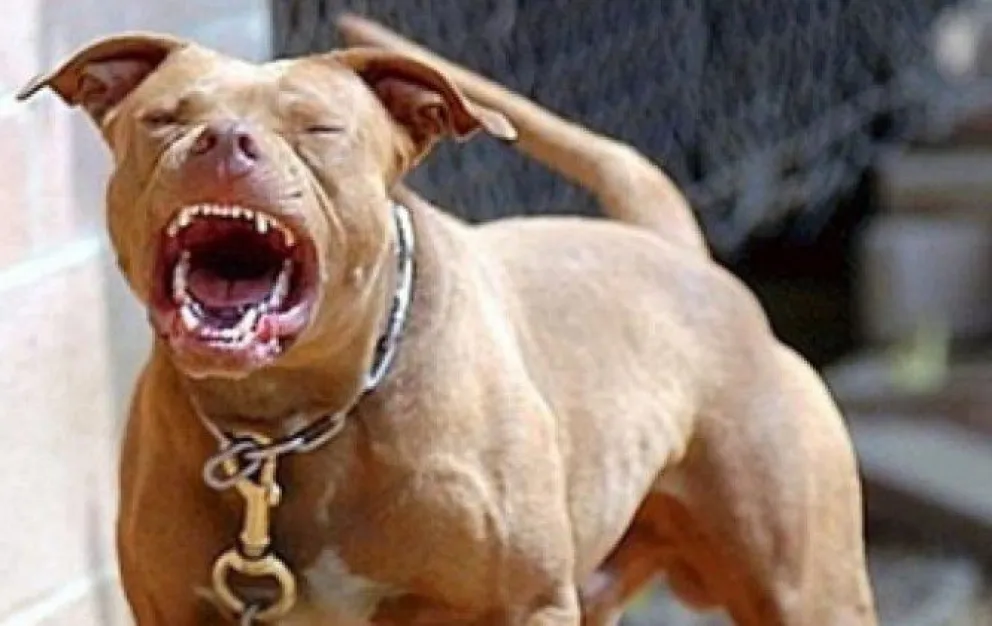 Preocupante: Tres trabajadores de la recolección de residuos mordidos por perros