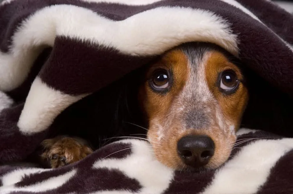 Celebraciones con pirotecnia, verdadera tortura para las mascotas 