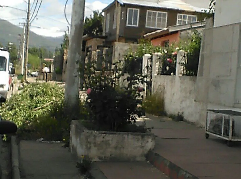 Notifoto: Sorpresa en el barrio, un maitén menos