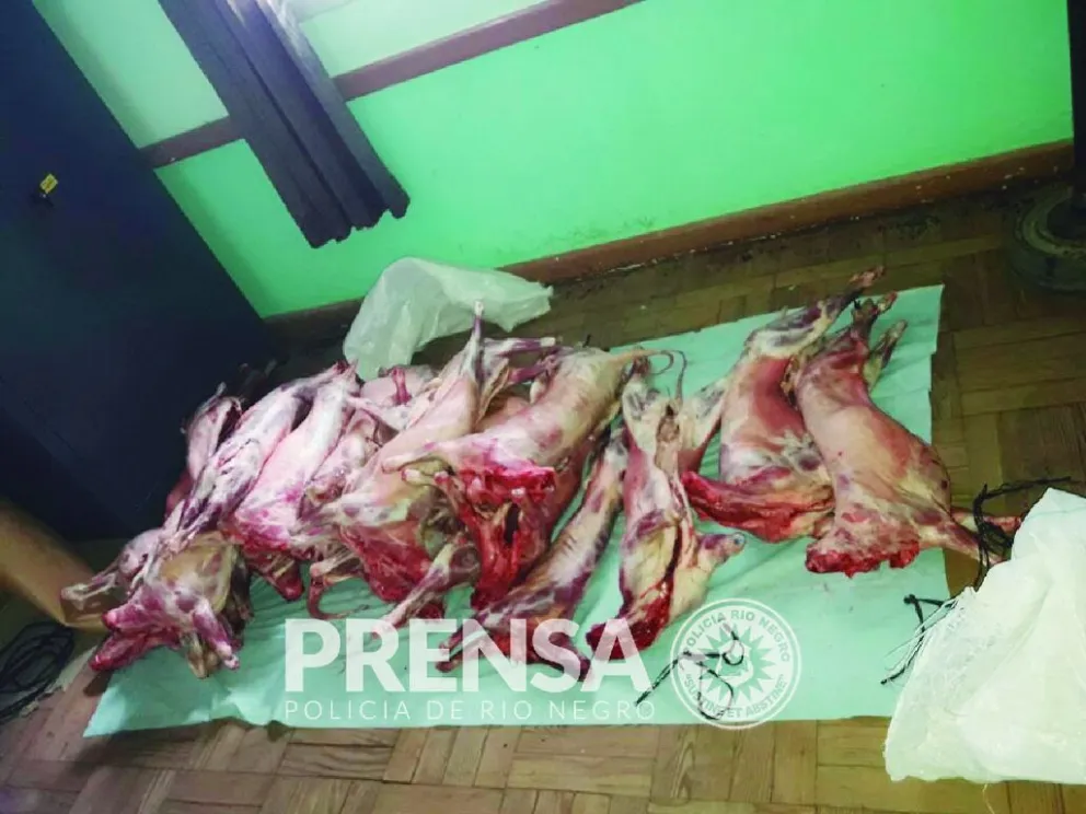 En un vehículo de Vialidad, llevaban 22 animales faenados