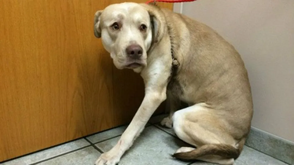 La pirotecnia se transforma en una verdadera pesadilla para las mascotas. 