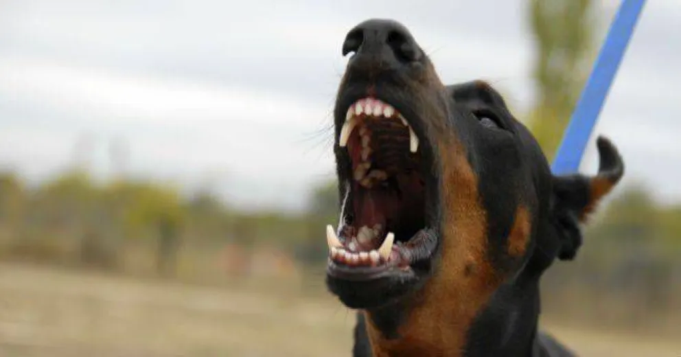 Mordeduras de perros, un problema cotidiano que demanda mucha atención