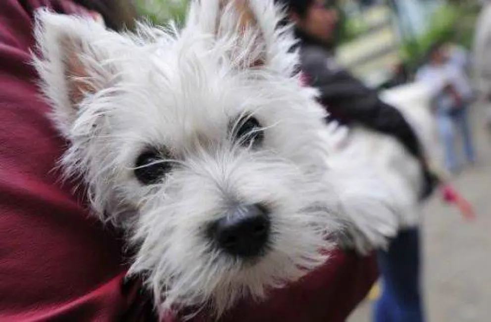 Llega “Cantando como un perro”, un karaoke organizado por la Red Canina Bariloche