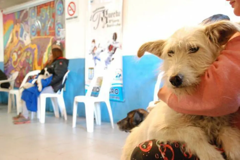 Habrá esterilizaciones gratuitas en Villa Llanquihue