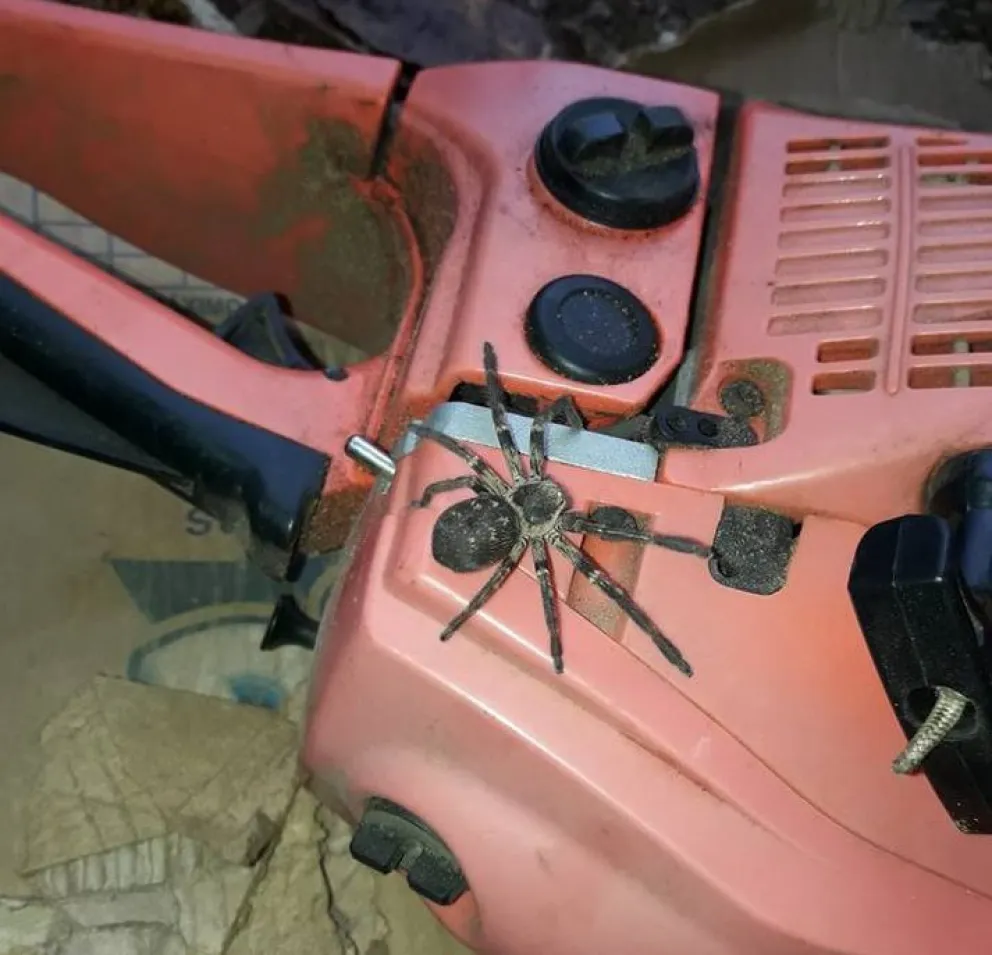 La araña fue hallada en la zona del barrio Malvinas. 
