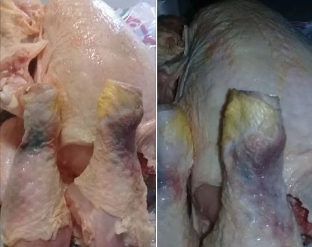 Estas fueron las fotos difundidas por una de las vecinas. 